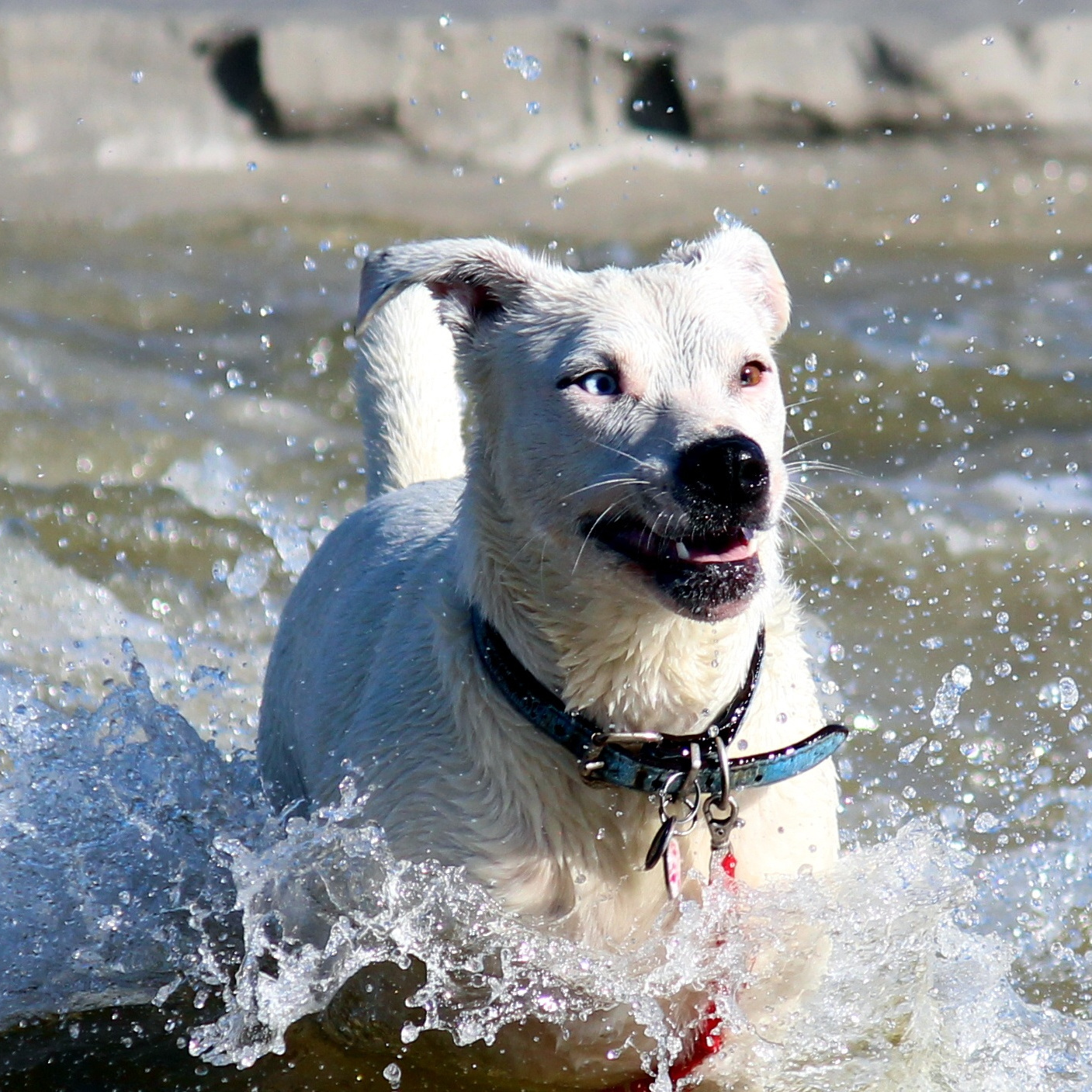 Image of a white dog splashing in water